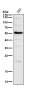 Anti-Smad3 Rabbit Monoclonal Antibody